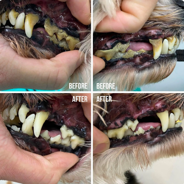 Ultrasonic Dog Dental Cleaning Kit Safe Tartar Remover
