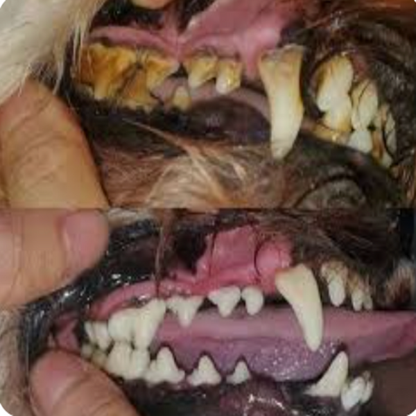 Ultrasonic Dog Dental Cleaning Kit Safe Tartar Remover